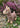 Eco Nation Llama