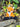 Cuddle Club - Fox