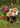 Red Panda 9″ Plush