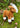 Eco Nation Goat