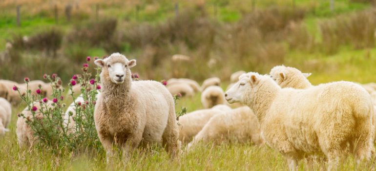 Sheep in the field