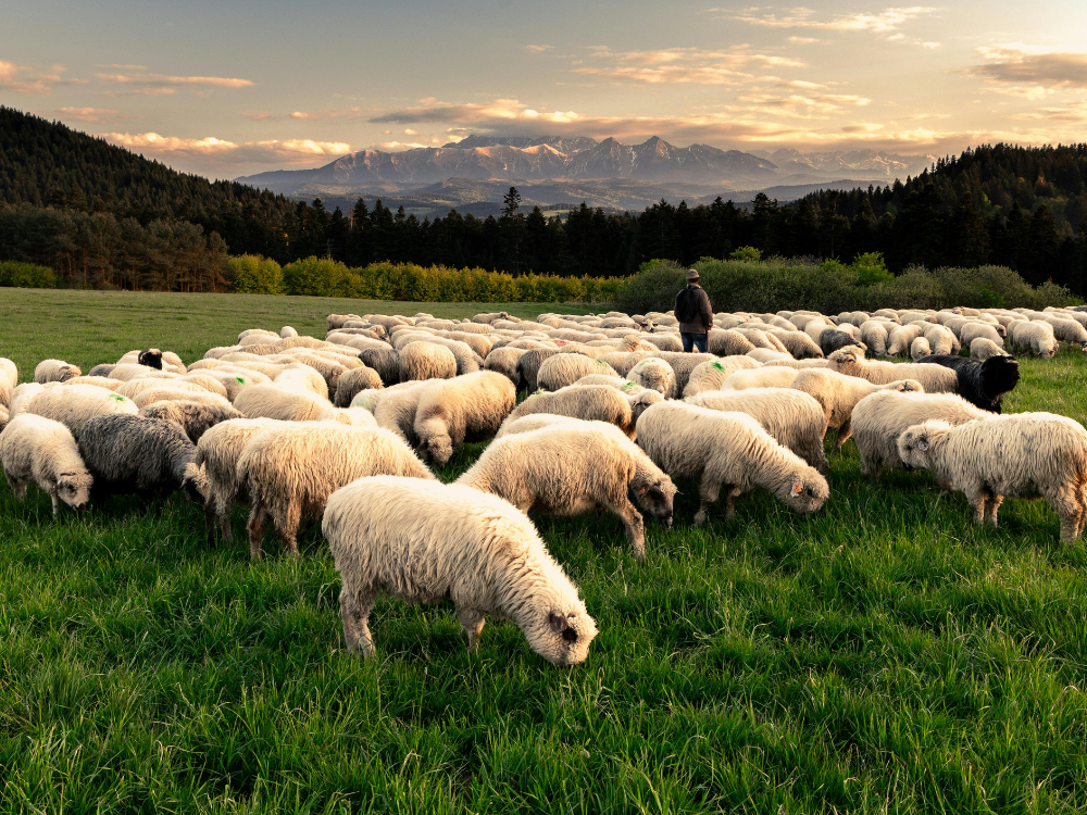 Sheep grazing in the Devon countryside
