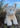 Large Highland Cream Coo Plush Toy