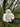 Eco Nation Snowy Owl